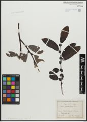 Foto von Salix appendiculata Vill.